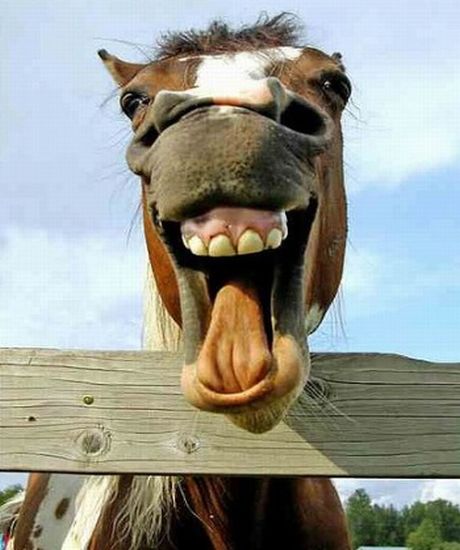 Funny Horse Smile